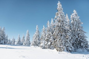 Beautiful Winter Landscape with Pine Trees Covered with Snow . Vitosha Mountain ,Bulgaria