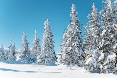Beautiful Winter Landscape with Pine Trees Covered with Snow . Vitosha Mountain ,Bulgaria