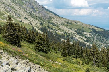 Summer Mountain Landscape with Pine Trees . Vitosha Mountain ,Bulgaria