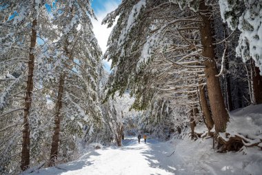Beautiful Winter Forest with Pine Trees Covered with Snow . Vitosha Mountain ,Bulgaria