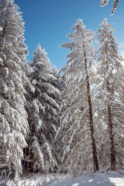 Beautiful Winter Forest with Pine Trees Covered with Snow . Vitosha Mountain ,Bulgaria