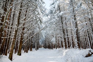 Beautiful Winter Forest with Pine Trees Covered with Snow . Vitosha Mountain ,Bulgaria