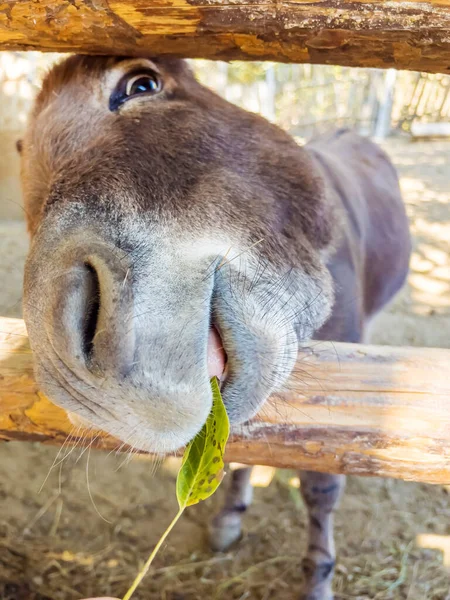 Funny donkey eating green leave