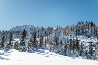 Beautiful Winter Landscape with Pine Trees Covered with Snow . Vitosha Mountain ,Bulgaria 