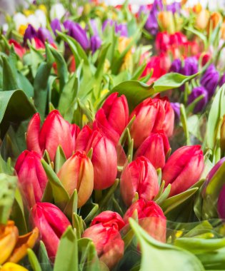 Beautiful colorful tulips background .Spring flowers background 