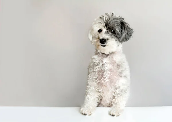 Sweet White Havanese Dog Czarnym Rokiem Portret Psa Patrzenie Kamerę — Zdjęcie stockowe