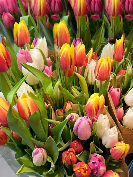 Beautiful Colorful Tulips Background Spring Flowers Background — 스톡 사진