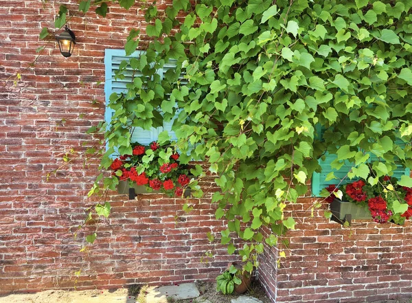 Beautiful brick house windows with colorful shutters, flower pot and vineyards in Italy