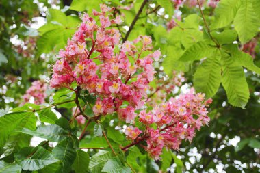 Çiçek açan kestane ağacı. Yaklaş.