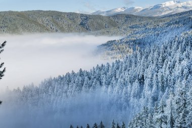 Çam ağaçlarıyla kaplı, kar ve sisle kaplı güzel kış manzarası. Rila Dağı, Bulgaristan