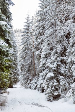 Kış yolu karlı dağda. Rila dağı, Bulgaristan