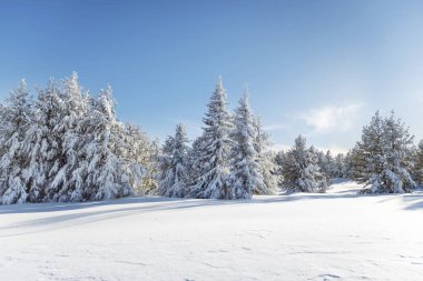 Bulgaristan 'ın Vitosha Dağı' ndaki Çam Ağaçlarıyla Güzel Kış Dağı manzarası