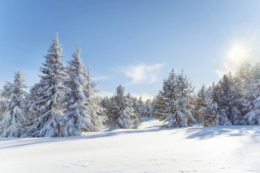 Bulgaristan 'ın Vitosha Dağı' ndaki Çam Ağaçlarıyla Güzel Kış Dağı manzarası