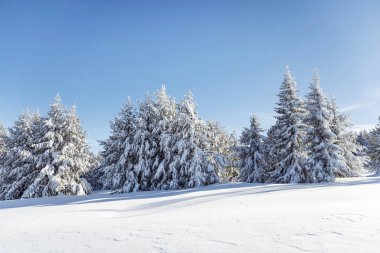 Bulgaristan 'ın Vitosha Dağı' ndaki Çam Ağaçlarıyla Güzel Kış Dağı manzarası