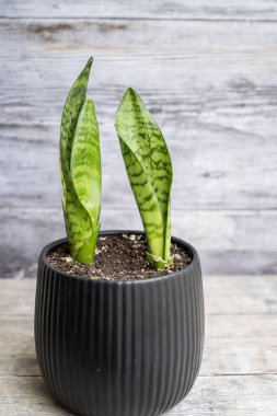 Sansevieria yeşil bitkisi siyah bir tencerede