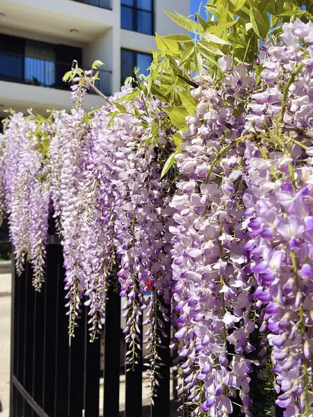 Purple Wisteria Flowers Blooming in the Spring. Glicinia