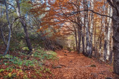 Sonbahar Ormanı manzarası. Vitoşa Dağı