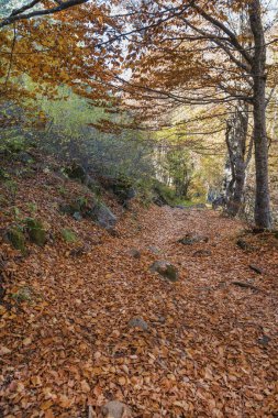 Sonbahar Ormanı manzarası. Vitoşa Dağı