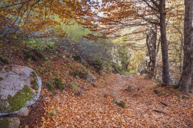 Sonbahar Ormanı manzarası. Vitoşa Dağı