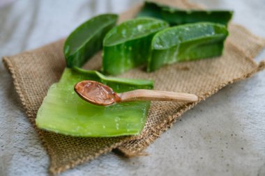 Aloe vera gölgelerde taze yapraklar 