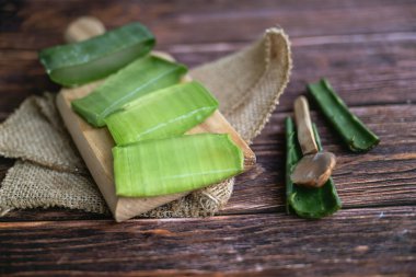 Aloe vera gölgelerde taze yapraklar 