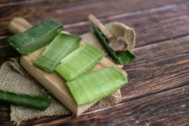 Aloe vera gölgelerde taze yapraklar 