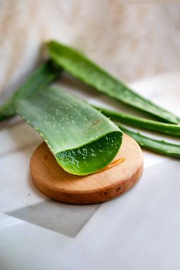 Aloe vera gölgelerde taze yapraklar 