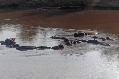 Kenya 'da Mara Nehri' nde birçok Afrikalı hipopotam var.