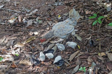 Afrika ormanlarında tavuklu yavru civcivler