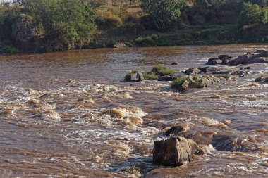 Kenya Afrika 'da Mara Nehri' nde akıntılar