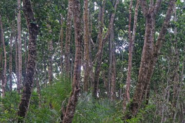 Afrika 'nın Zanzibar adasındaki Jozani tropikal yağmur ormanları