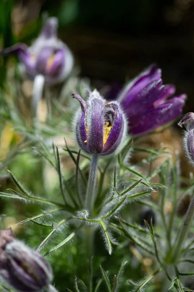 Spring Flowers Anemone Patens Nature — Stock Photo, Image