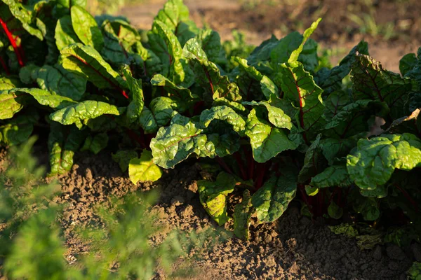 Zöld Svájci Mángold Levelek Növények Ökológiai Kert Mezőgazdasági Földterület Élelmiszer — Stock Fotó