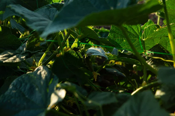 Yeşil Yapraklı Salatalık Organik Bahçe Çiftliğinde Sebze — Stok fotoğraf