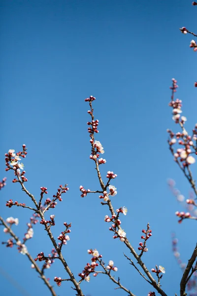 Κοντινό Πλάνο Των Ανθισμένων Ανοιξιάτικων Κλαδιών Λουλούδια Γαλάζιο Ουρανό — Φωτογραφία Αρχείου