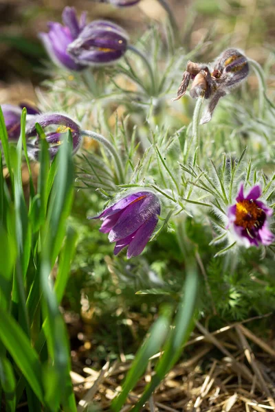 野生の花を咲かせる Anemone Spring Time — ストック写真