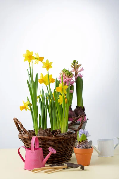 Frische Blumen Topf Frühling Und Gartenkonzept — Stockfoto