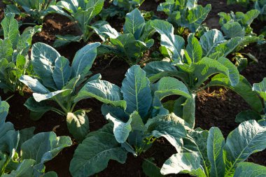 Sebzelerin içinde lahana bitkileri tarlada bahçe yemekleri bırakıyor.