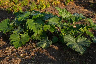 Sebze bahçesinde kabak bitkisi