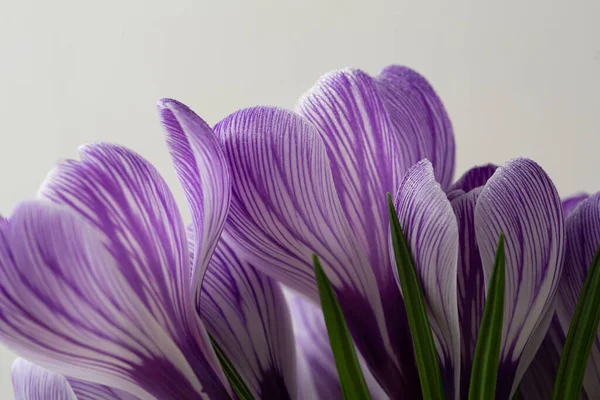 Nahaufnahme Von Lila Safranblüten Frühling — Stockfoto