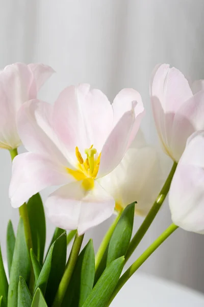 花瓶里的淡粉色郁金香 — 图库照片