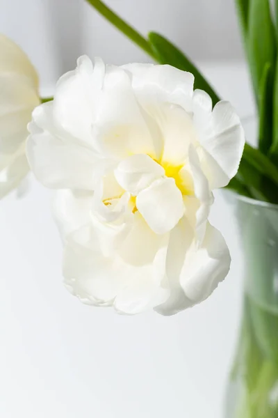 Легкий Тюльпан Крупним Планом Весняні Квіти Вазі — стокове фото