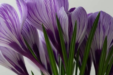 Mor safran çiçeklerin bahar konseptini kapat