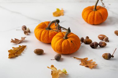 Küçük balkabağı Şükran Günü konseptini kapat