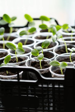 Bardaklarda salatalık tohumları, sera.