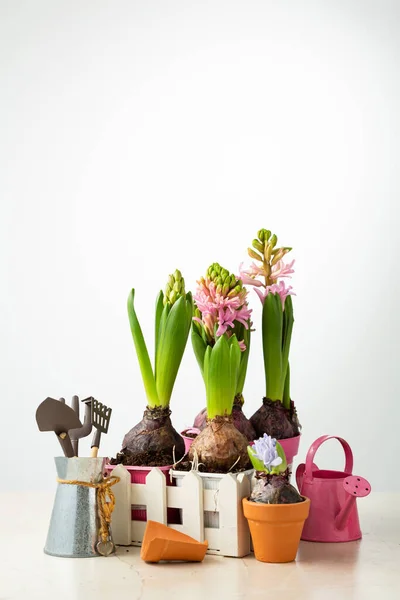 Frühlingskonzept Gartenwerkzeug Und Blumen Topf — Stockfoto