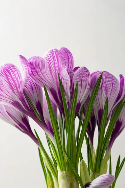 Close Pink Saffron Flowers Spring Concept Copy Space — Stock Photo, Image