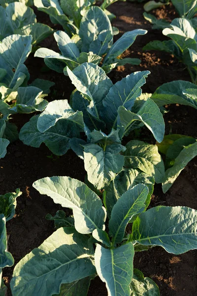户外种植有机卷心菜本地种植的食物 — 图库照片