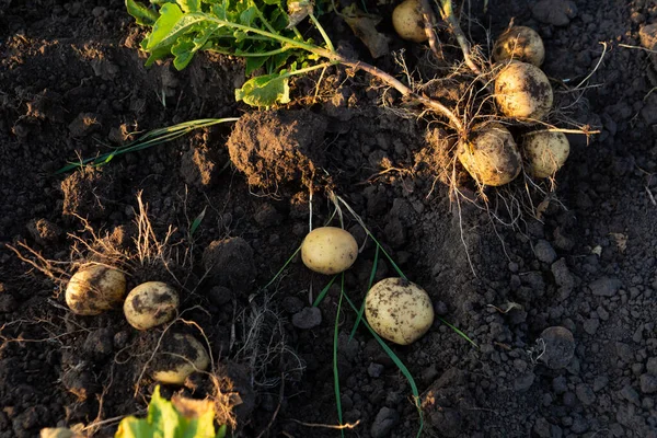 Fresh Potatoes Roots Vegetables Garden Harvesting Food — Stock Photo, Image