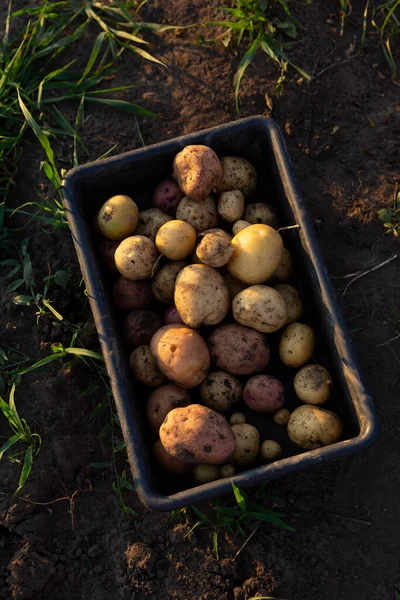 Potatoes Harvest Box Soil Food Concept — Stock Photo, Image